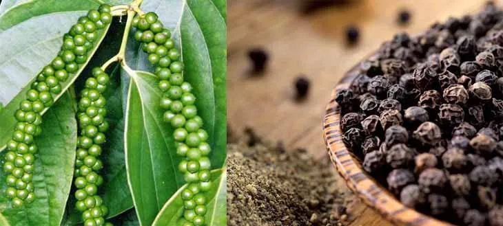 
Dried Black Pepper High Quality and Cheap Price from Vietnam 