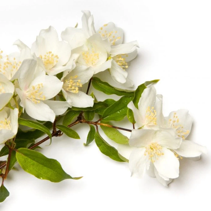 Jasmine Sambac Hydrosol With Natural Lovely Scent