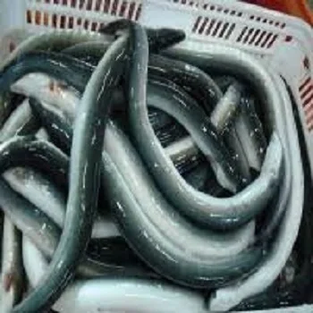 Best Price Frozen Eel Fish For Bulk Order Supply