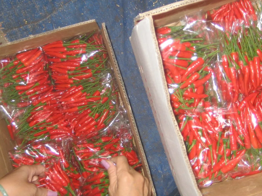 
Fresh chili pepper from Vietnam 
