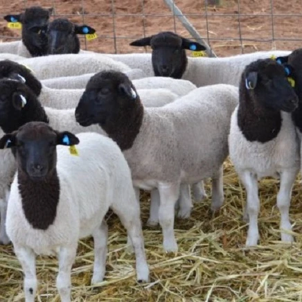 
Approved Health Tasted Dorper Sheeps 