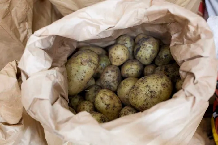 Свежий картофель лучшего качества свежий урожай для продажи