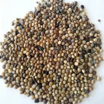 Bulk Best Quality  Guar seed for international market