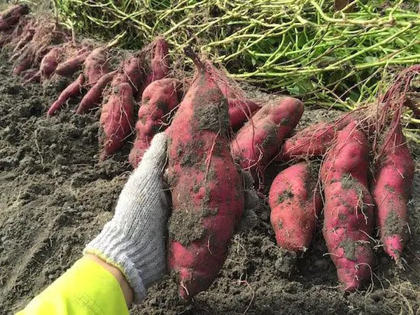 Свежий японский сладкий картофель