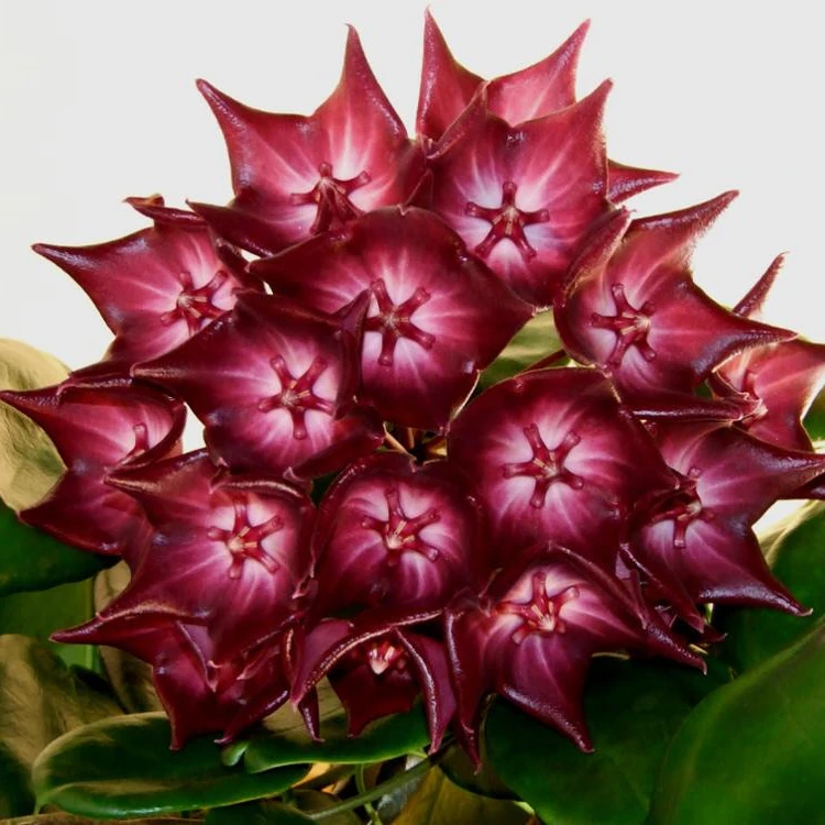 
Hoya macgillivrayi 