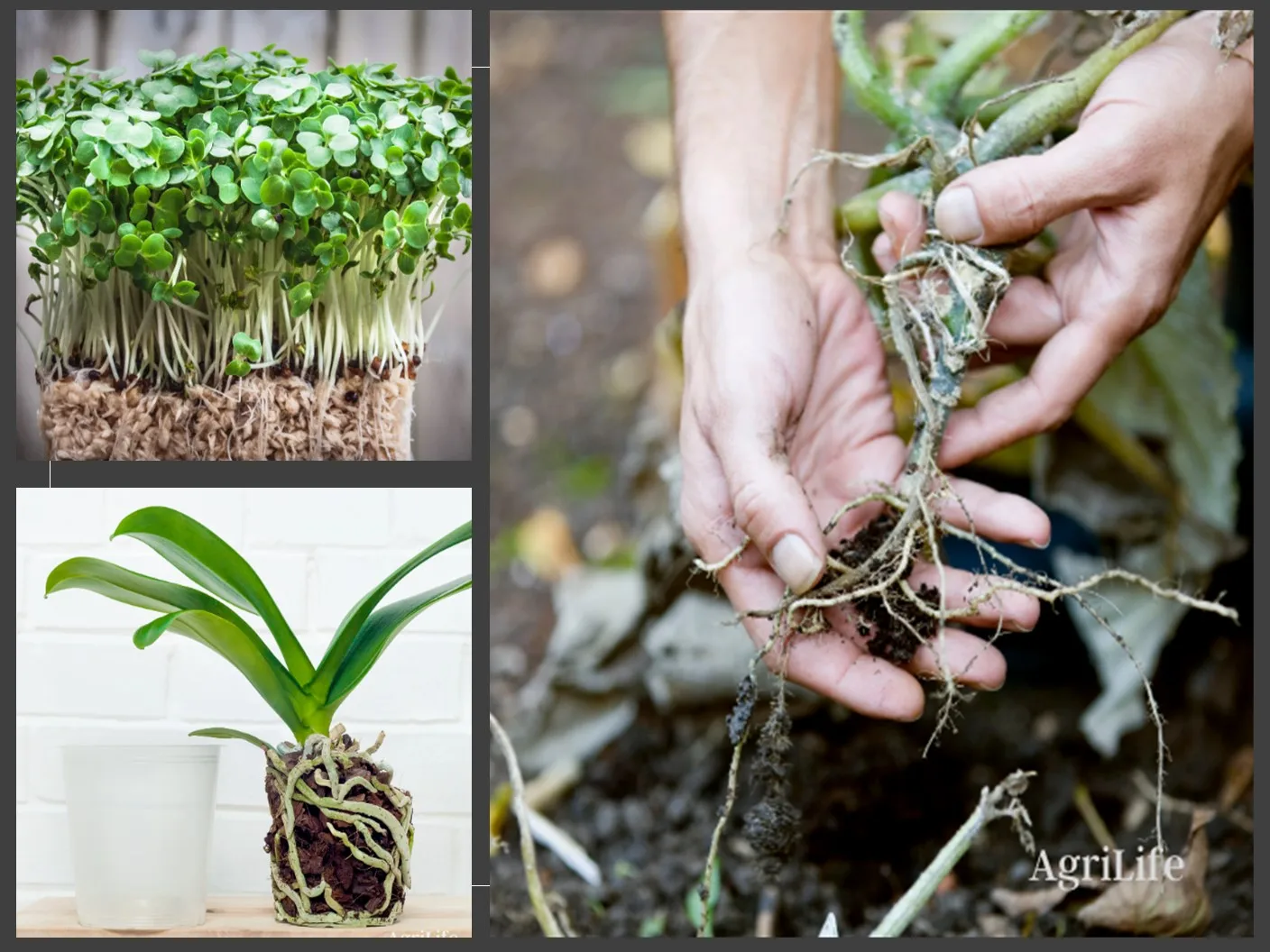 Высококачественное азотное удобрение органическое средство для роста растений здоровья почвы прочности корней