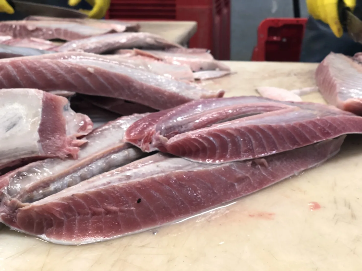 
Best seller IQF Yellowfin frozen Tuna Belly for canned tuna 