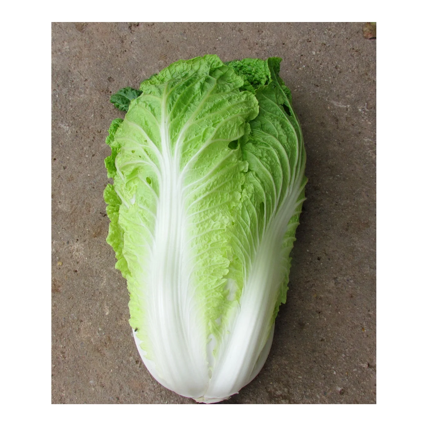 
Fresh Celeri Organic Chinese Cabbage New Crop High Quality Big Size 25cm Length From Vietnam 