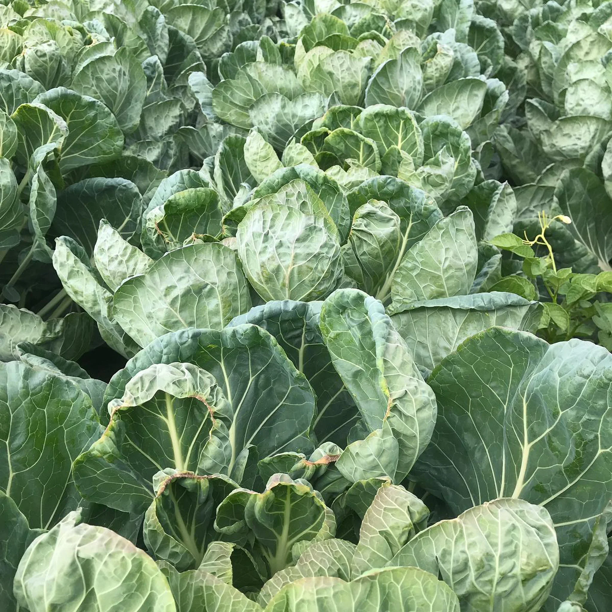 Высокое качество другие свежие овощи чистые оптовая продажа размер A 25-35 мм семена брюселя поставщик овощей оптом