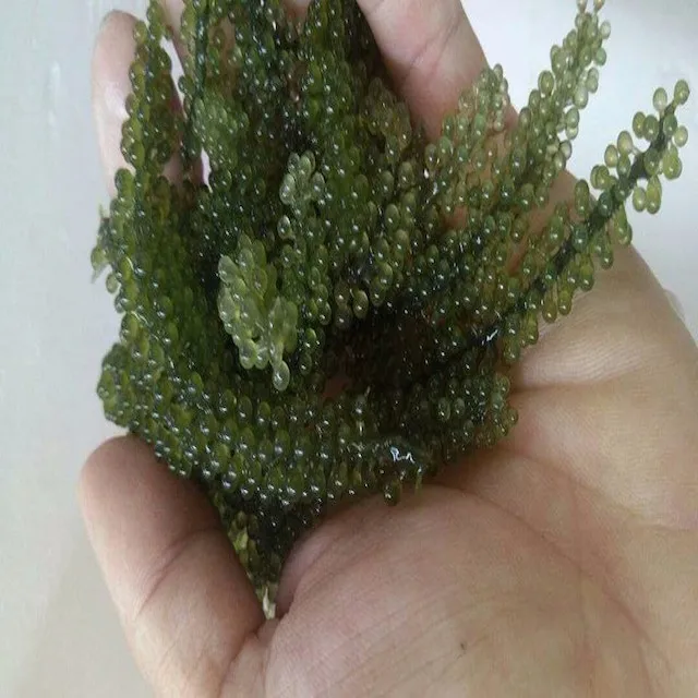 Salted Seagrape/ Dried Seagrape