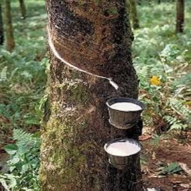 Natural Cup Lump Rubber