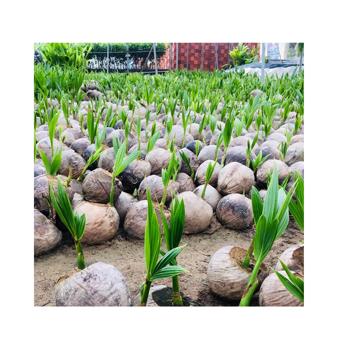 
 Зеленые сиамские саженцы кокосового дерева/кокос для посадки по самой низкой цене, хорошее качество из Вьетнама // Рейчел: + 84896436456  