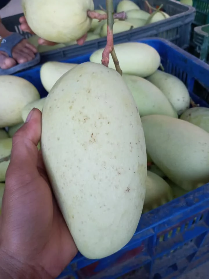 Best Selling Fresh Mango Made In Viet Nam Tropical Fruit Size 8cm High Quality Green Or Yellow Color