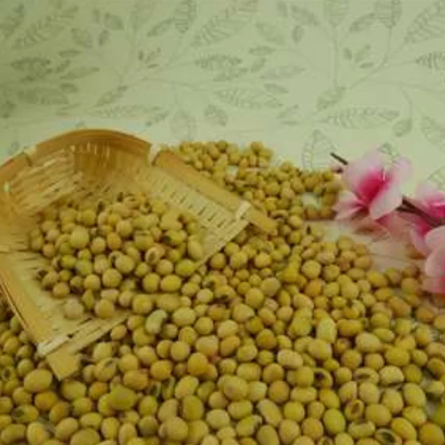 
FRESH CANNED WHITE SOYA BEANS FOR SALE AT WHOLE SALE PRICES 