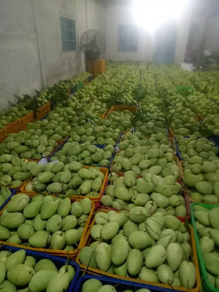 Свежие мангопремиевые качественные манго 100% свежие фрукты-Whatsap 0084 989 322 607