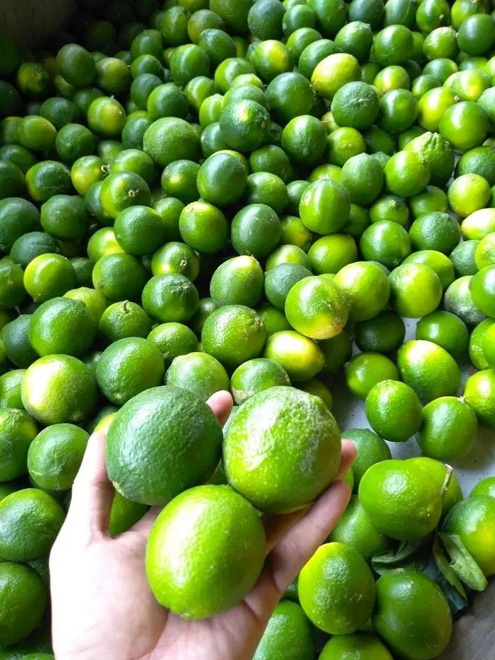 Вьетнамские свежие фрукты без семян Лайма-WS 0084 989 322 607