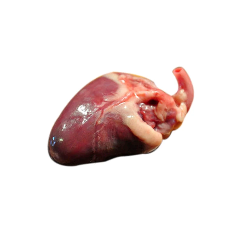 
Good Quality Wholesale Frozen Fresh Halal Chicken Heart at Competitive Price 