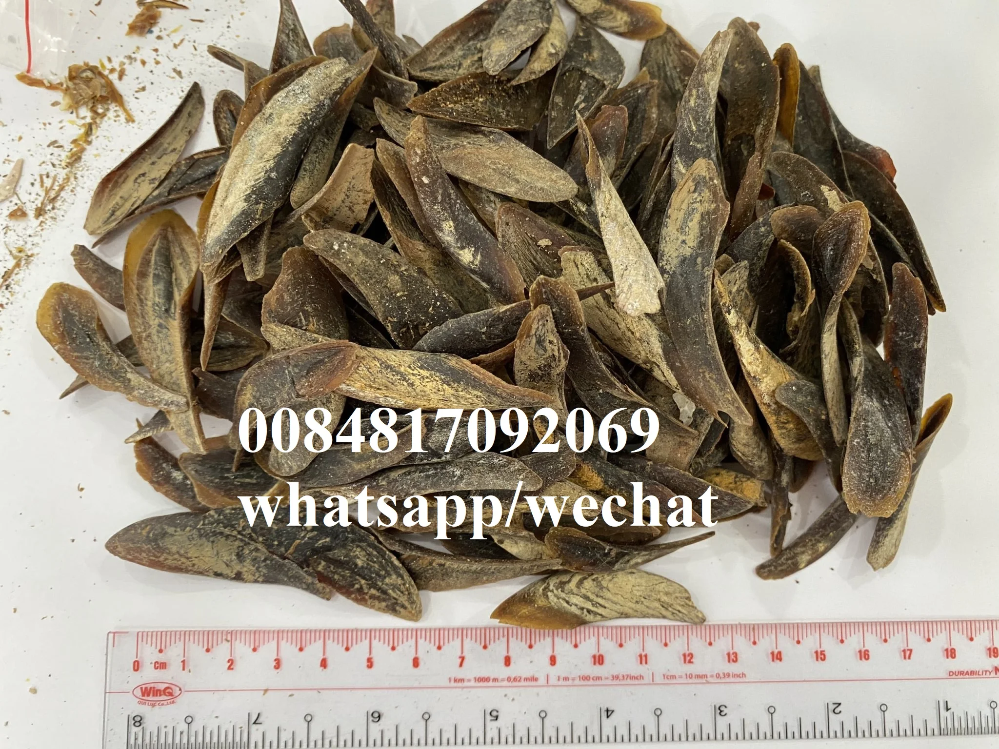 Cheap Wholesale Seashell Murex Operculum Murex Snail Dry / Ramose murex snail and Chicoreus ramosus on the Shores