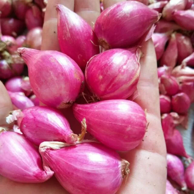 Wholesale High Quality Best Price FRESH RED ONIONS From Viet Nam