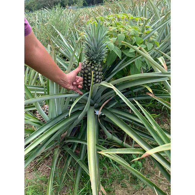 Ананас высшего качества ананас MD2 свежий сочный без сахара тропический по лучшей цене