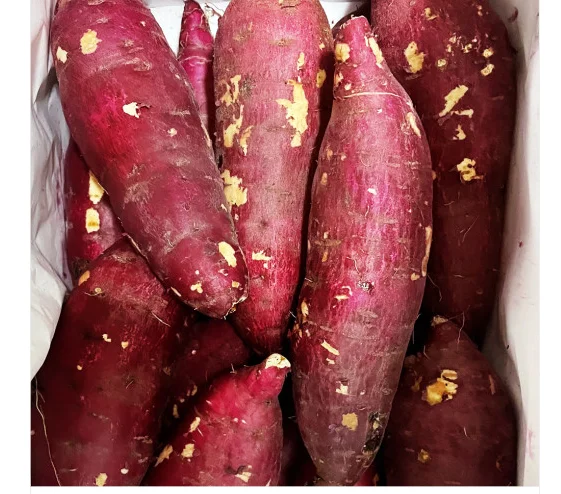  Лучший продукт на экспорт // японский сладкий картофель мед YAM из Вьетнама для оптовой продажи/Ms Sofia + 84 789946878