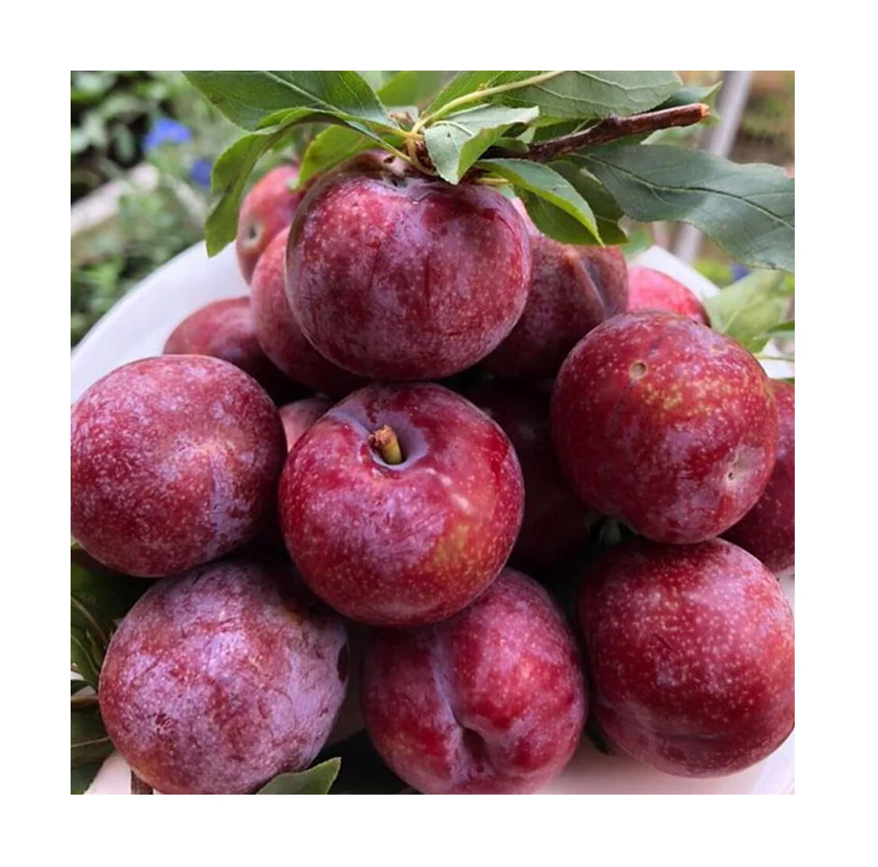New Harvest Plums Vietnam Fresh Plums Red shell Fresh Fruit High Quality For Exporting Best Price Wholesale