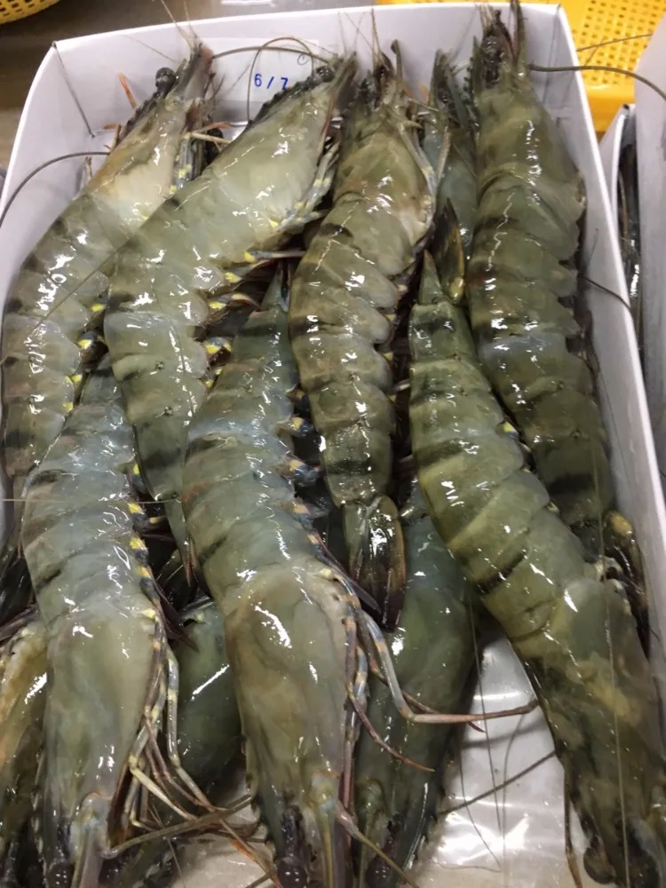 Wild fresh caught white brown whole frozen live cooked shrimp