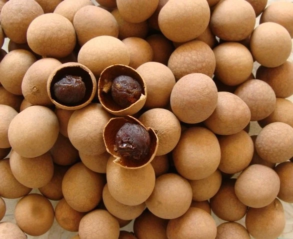 Оптовая продажа/тропические фрукты/Сушеные Longan высокие стандартные экспорт/MS Хлоя/WhatsApp: + 84 919 247 730