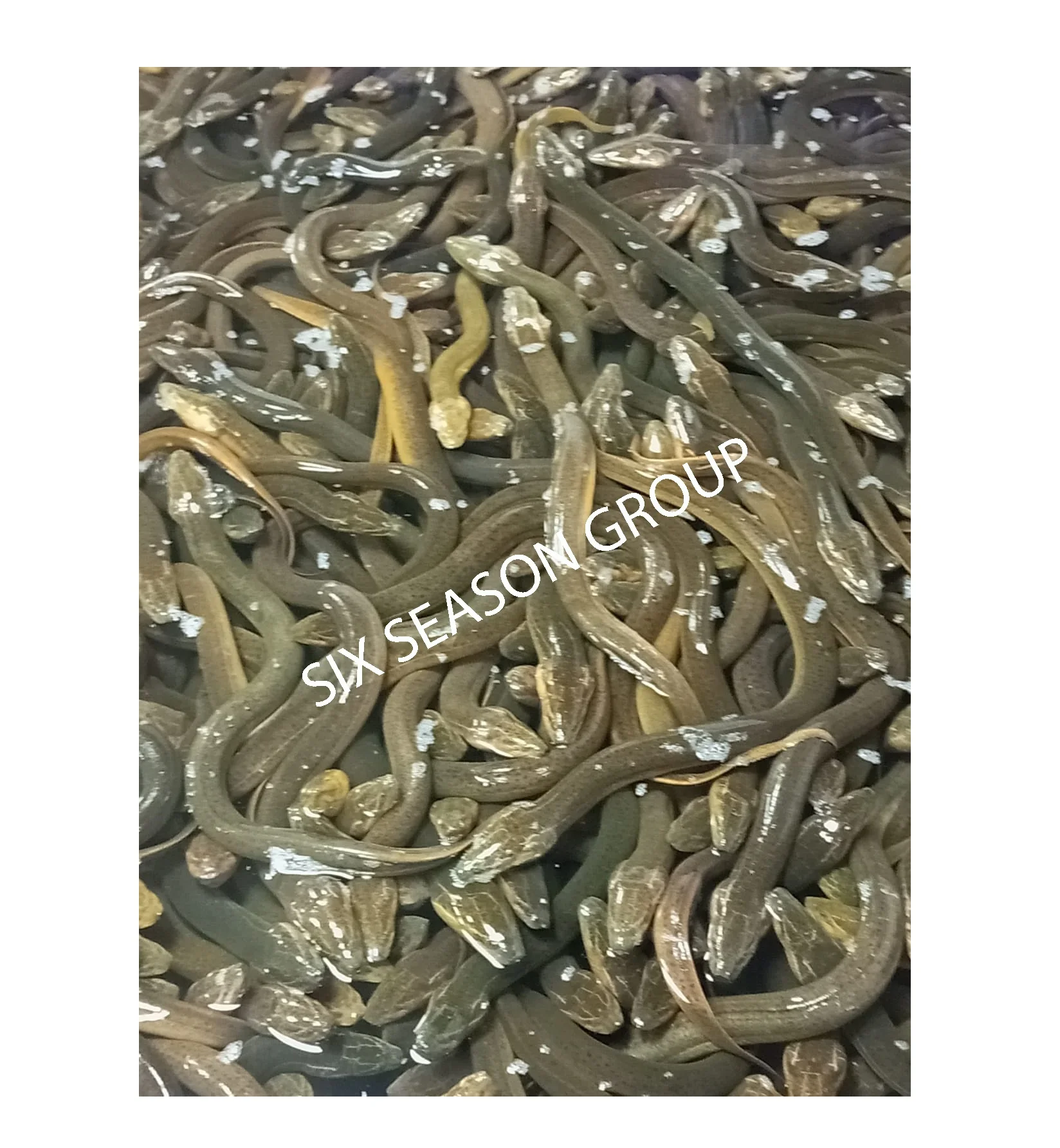 Factory Price High Quality Fresh Eel Fish Long Fin Live Eel Fish Sweet Water Asian Swamp conger Eel Fish From Bangladesh