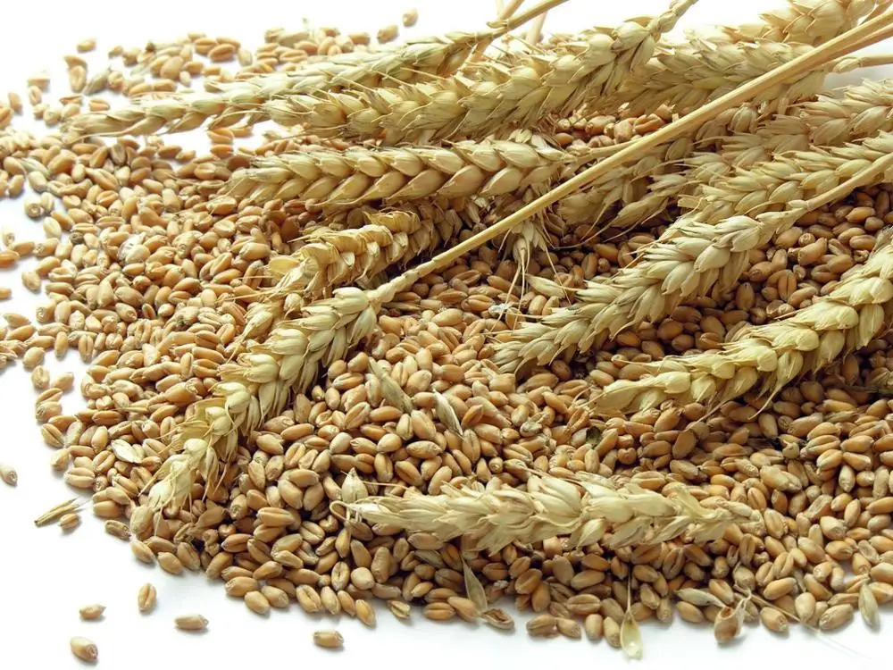 
HIGH QUALITY WHEAT PRODUCTS WHOLE NUTRITION GRAIN PRICE 