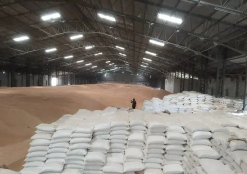 Best quality Yellow and White Corn/Maize Grain - Corn seed