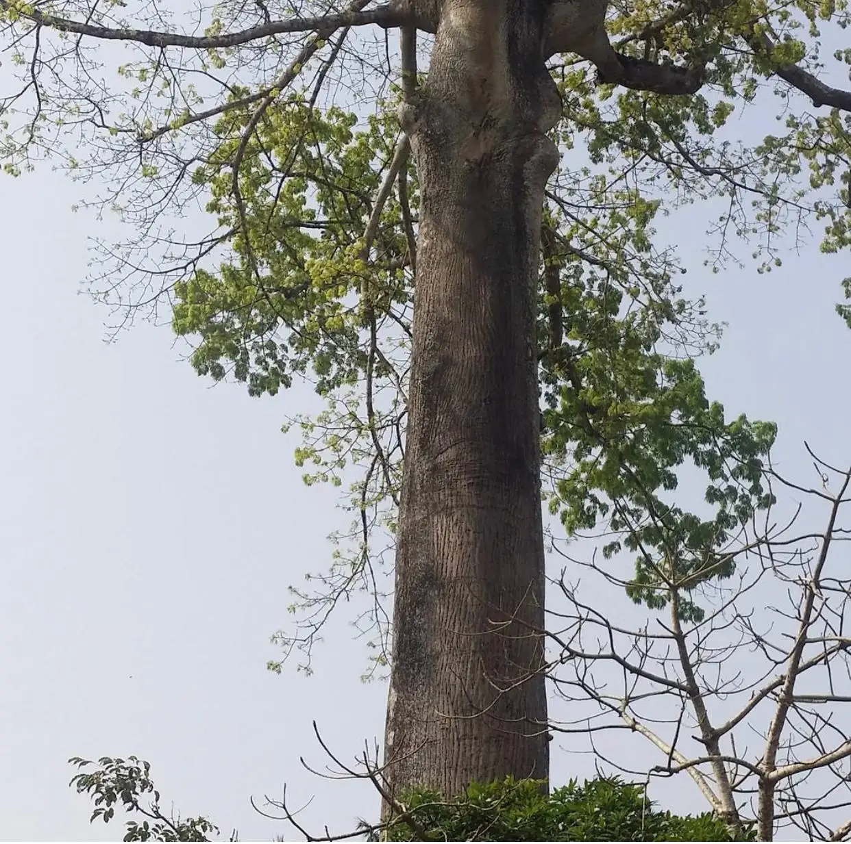 
Birch / Black Walnut / Red Oak Logs 30+ cm 