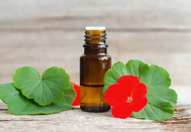 Geranium Oil