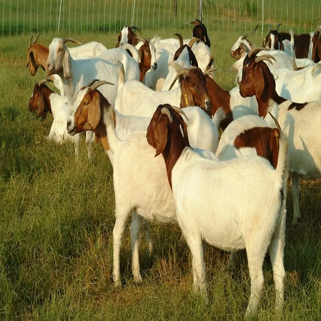 
Discount Prices 100% Full Blood Live Boer Goats / MERINO SHEEP/DORPER Pure-blood Mature boar goat for sale 