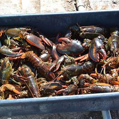 Hot Sale Frozen Lobster Tails at Cheap Prices