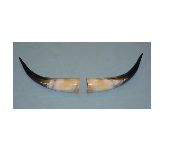 Buffalo Horn for Pair Factory India Handicraft Piece and Best Quality Polished Hot Product