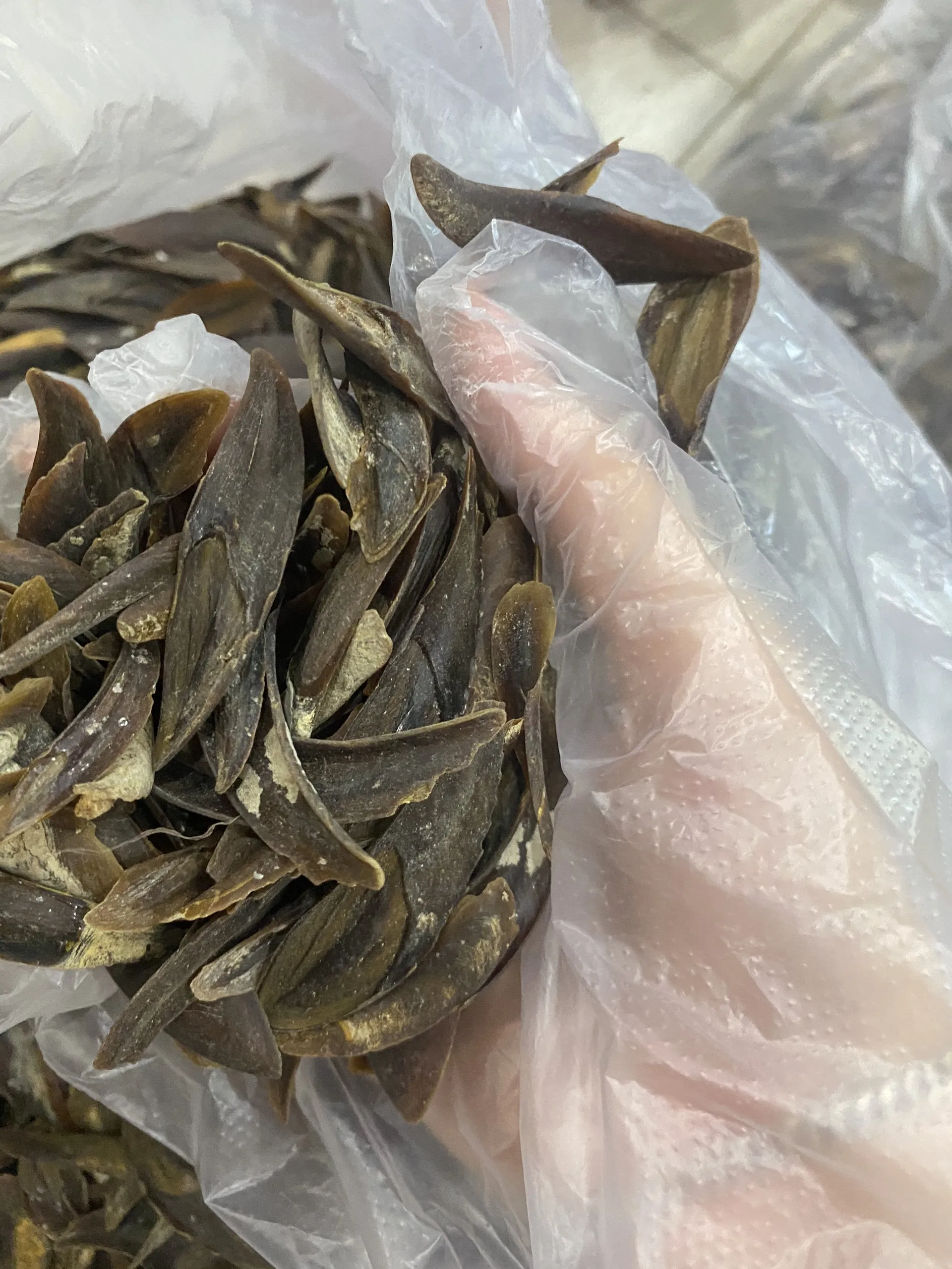 Лидер продаж улитка сушеные ракушки/ракушки CHICOREUS RAMOSUS RAMOSE MUREX OPERCULUM