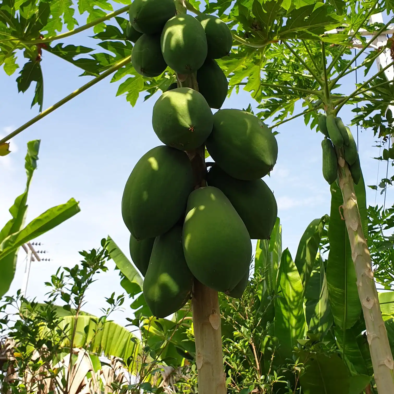 
Best Choice High Quality Premium Export Organic Fresh Hawaii Papaya From Thailand 