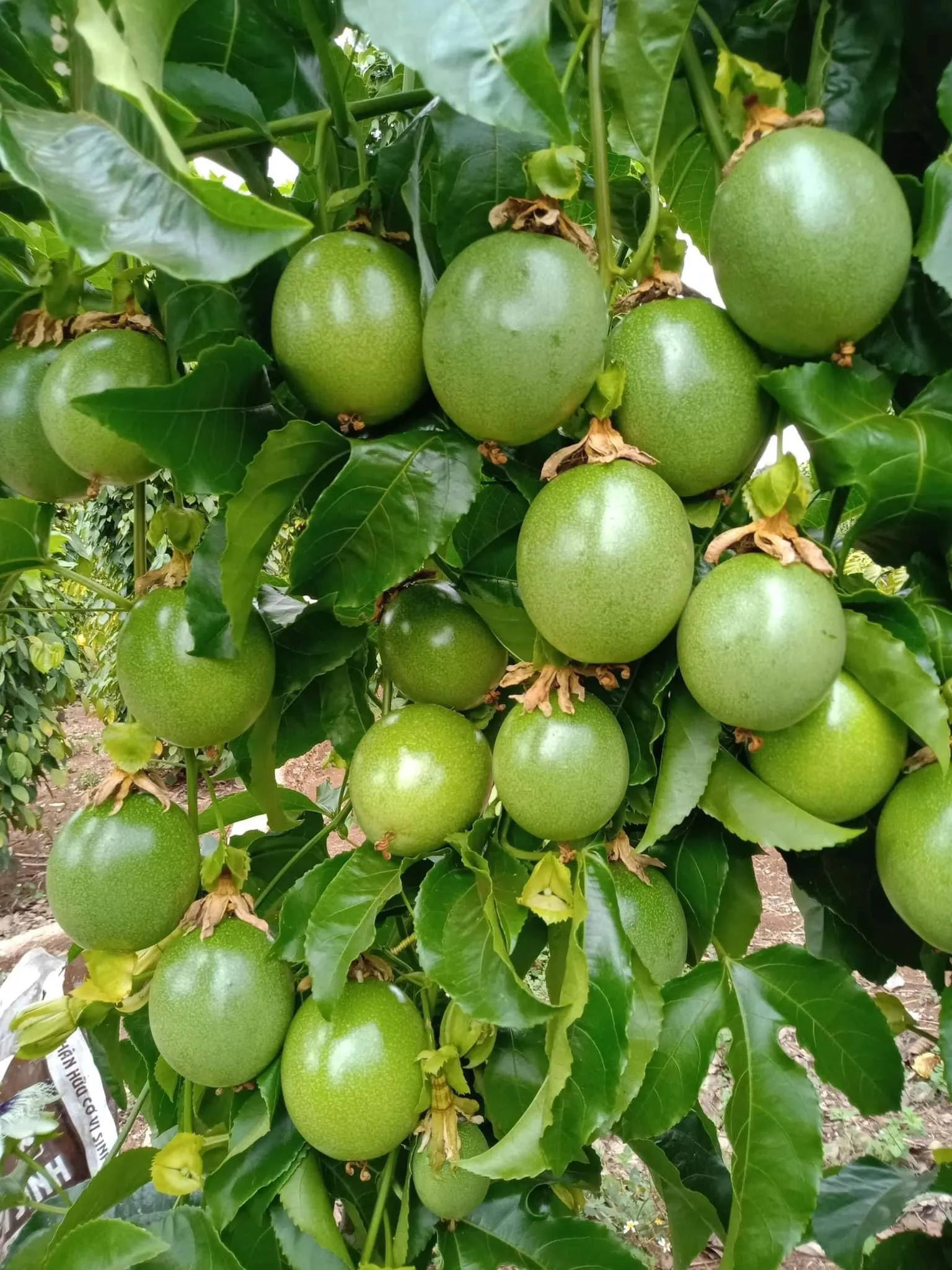 Wholesale FROZEN PASSION FRUIT PULP from Vietnam