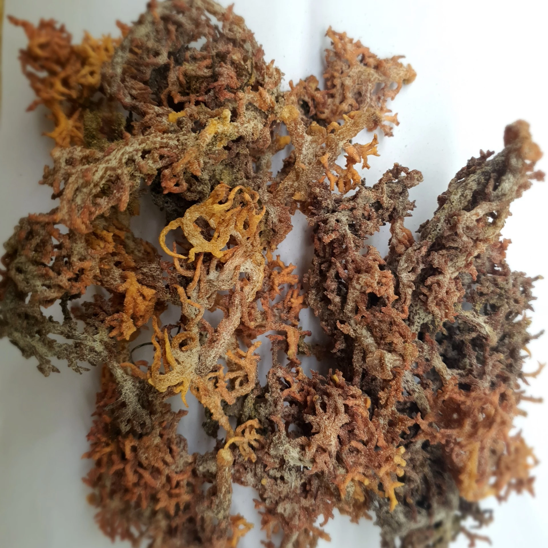 VIETNAM DRIED PURPLE EUCHEUMA COTTONII SEAWEED FOR FACTORY PRODUCTION