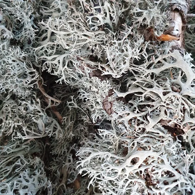 
oakmoss (Evernia Prunastri) (Raw Material) 