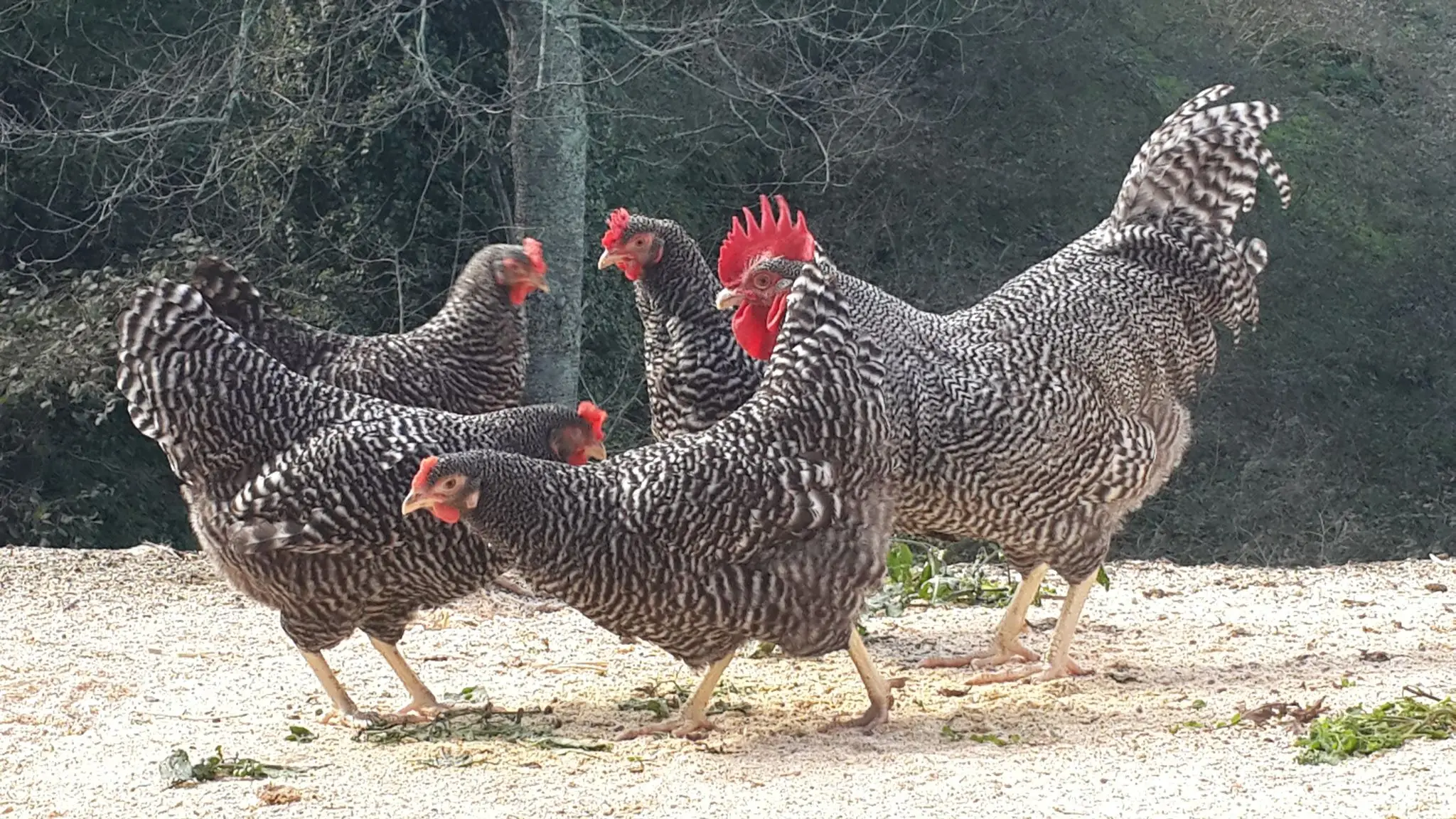 Fertilized egg of special chicken breed Playmouth Rock from Turkey best price High Quality