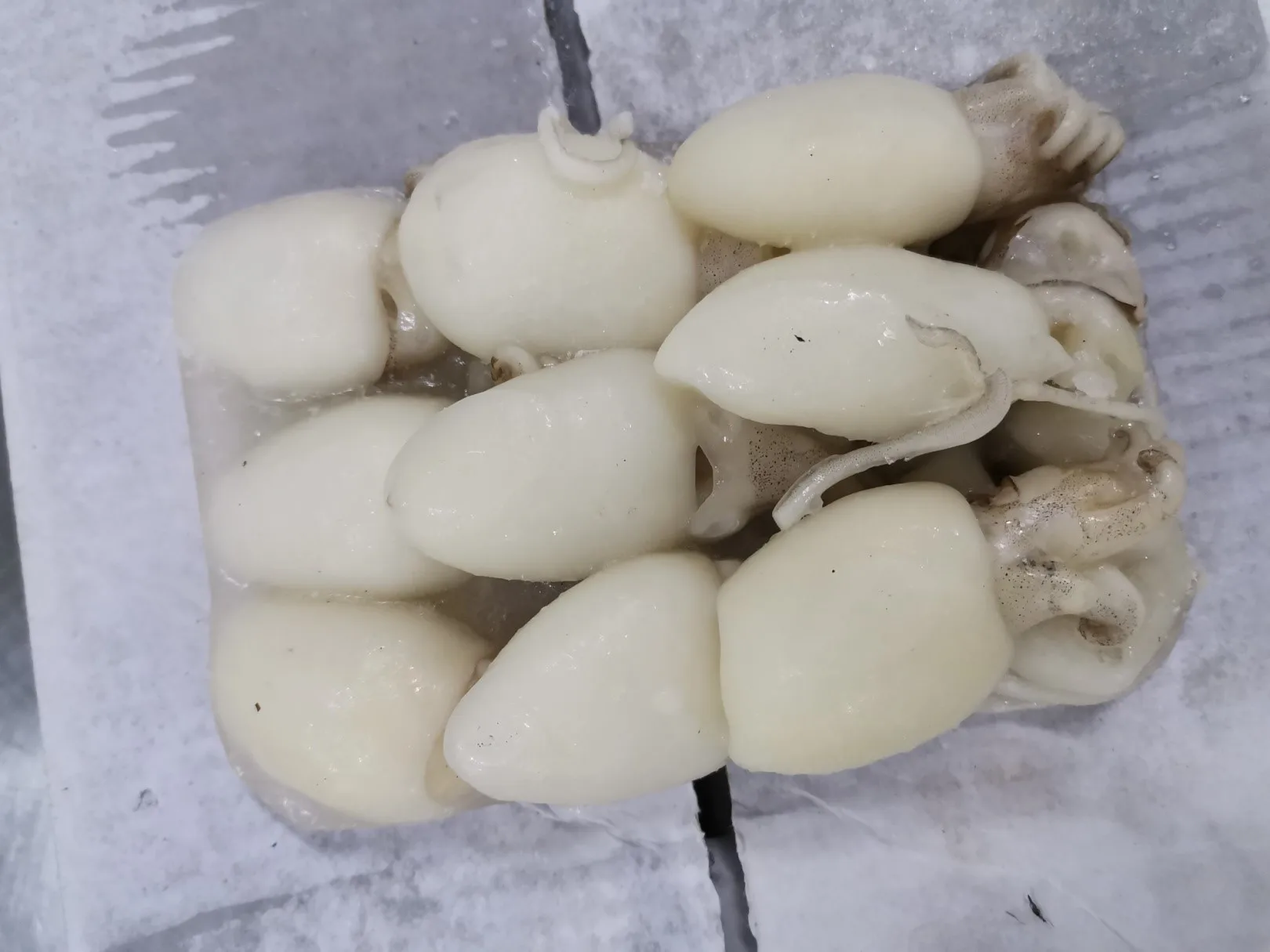 Malaysia Seafood Frozen Whole Cleaned Baby Cuttlefish With Best Price  For Good Quality