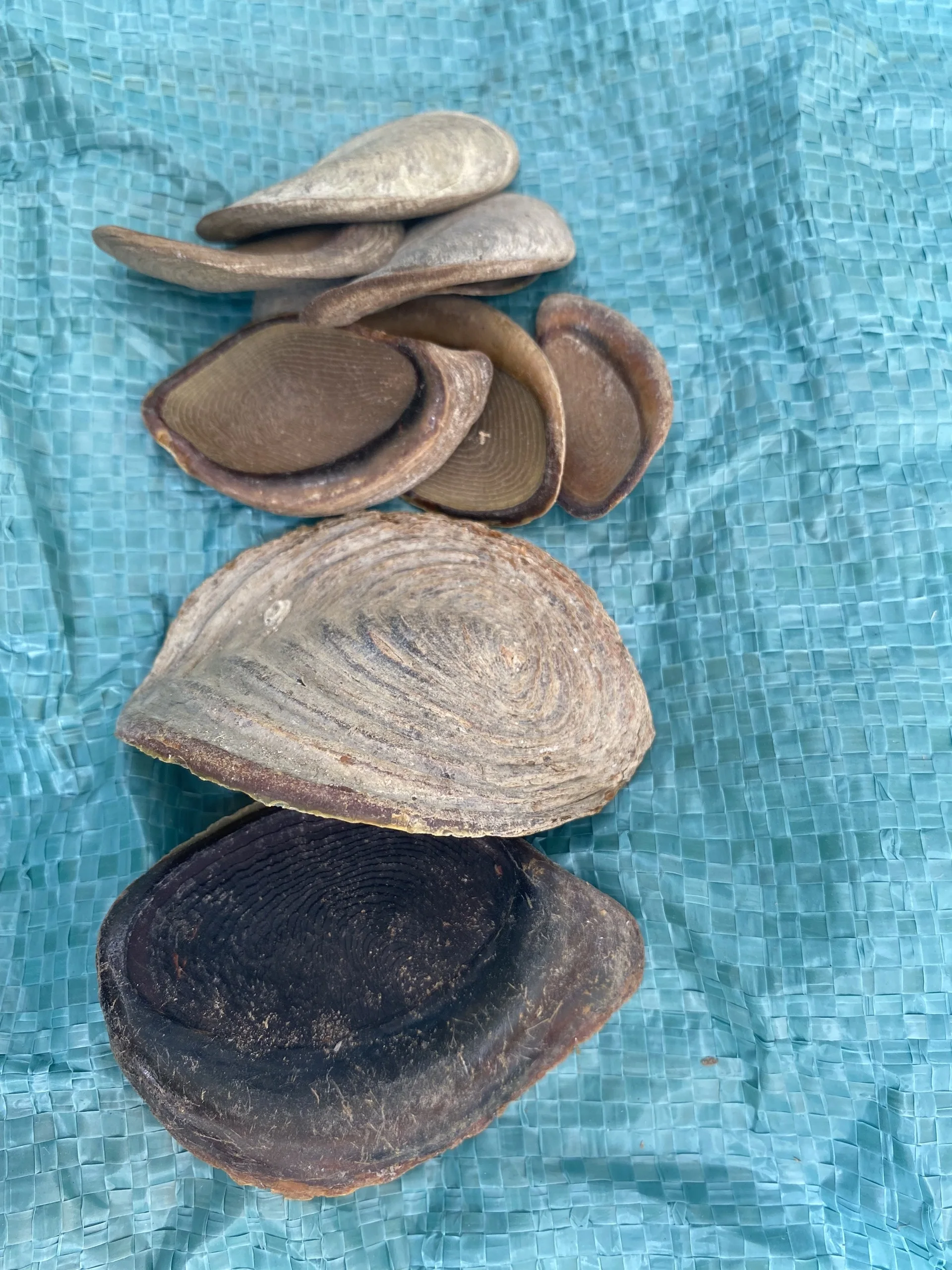 SEASHELL MUREX OPERCULUM / MUREX SNAIL / DRIED OPERCULUM SHELL FOR MAKING PERFUME