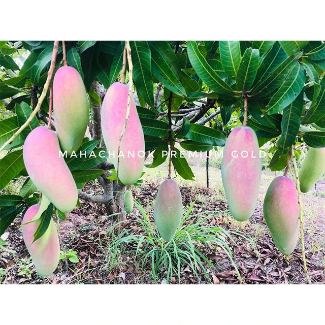 Supanij Таиланд Королевский сладкий манго Mahachanok высшее качество на 100% экспорт