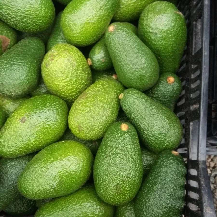 Fresh Avocados , FRESH AVOCAD WHOLESALE BEST PRICE!!!