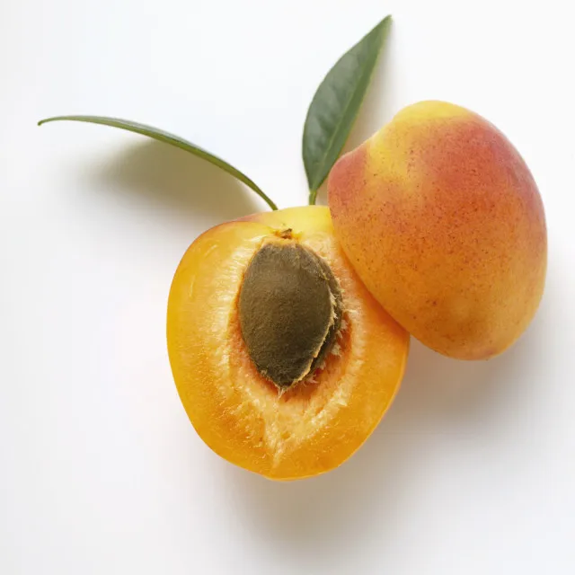 Top Quality Fresh Apricot