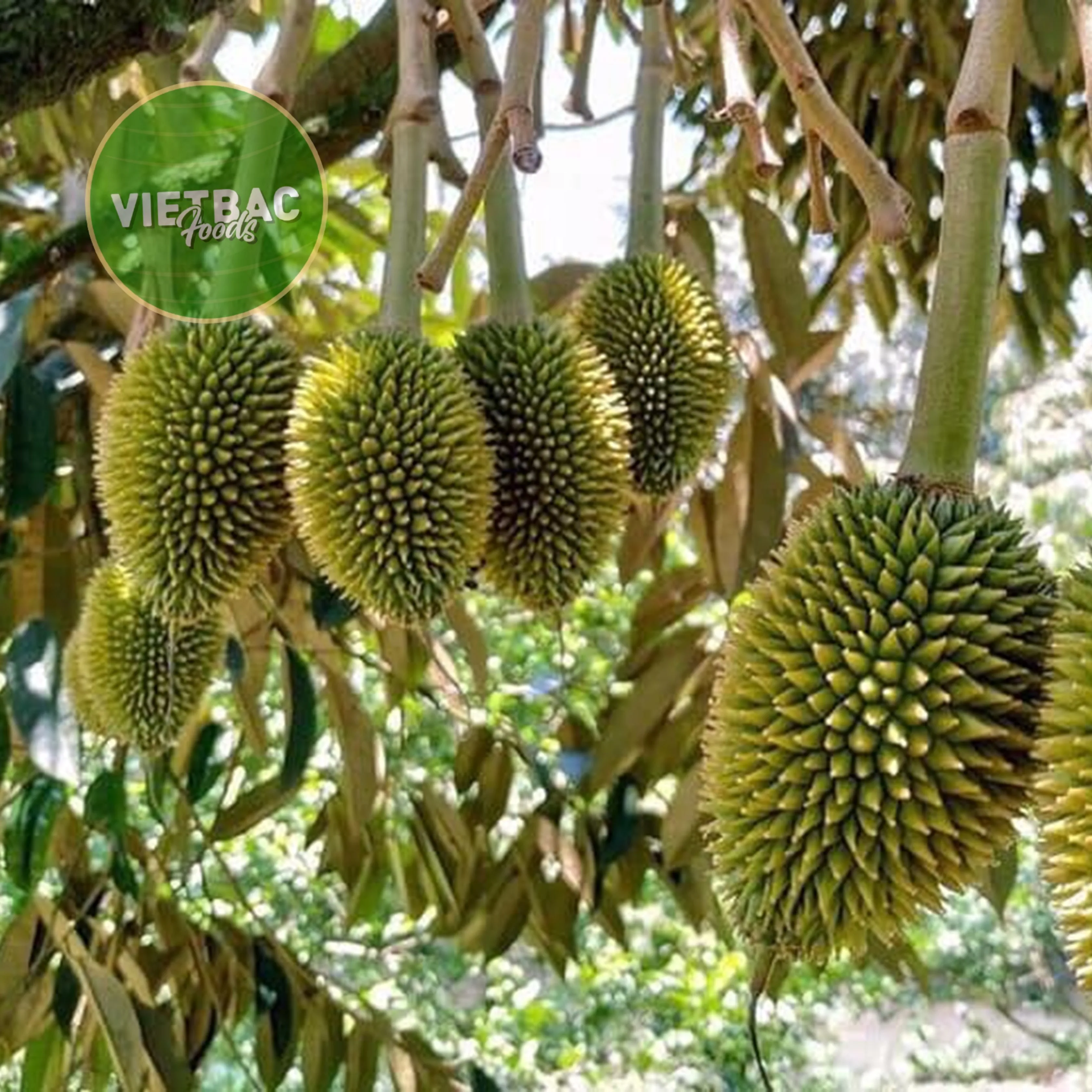 
Frozen Durian Fruit From Vietnam Farmer Grow Individual Pack Bulk OEM or Private Label Available 