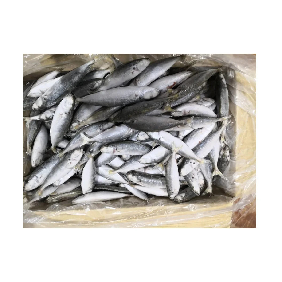 8.5Kg Net Weight Block Freezing And IQF Method Natural Silvery Color Frozen Whole Round Scad Fish