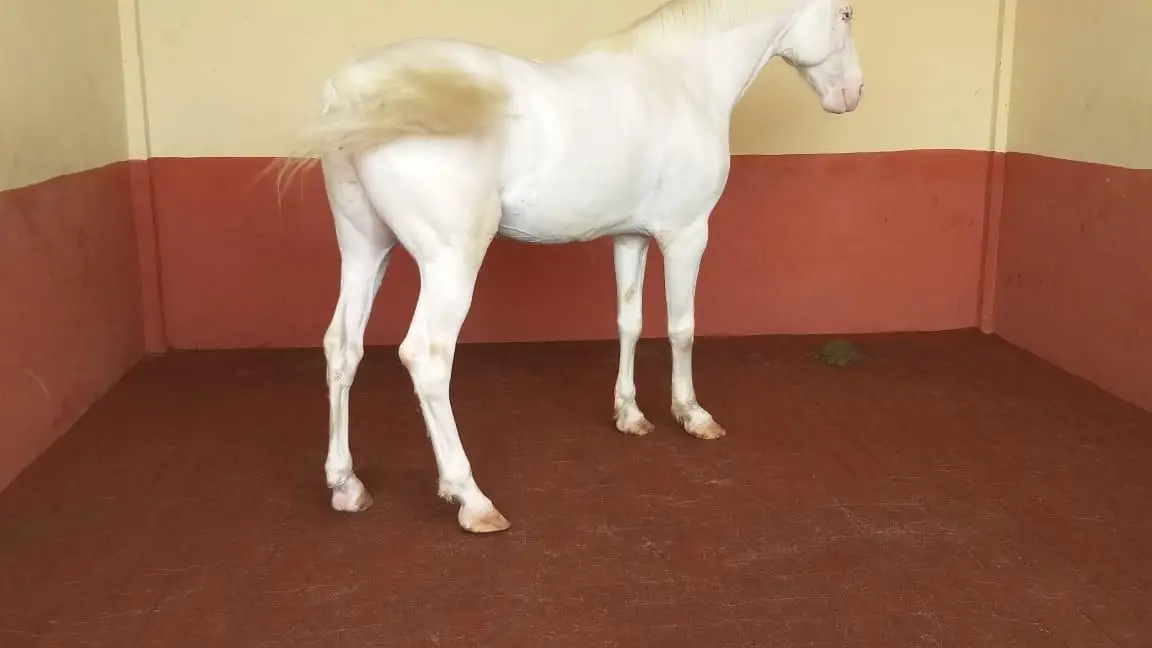 outdoor rubber pavers